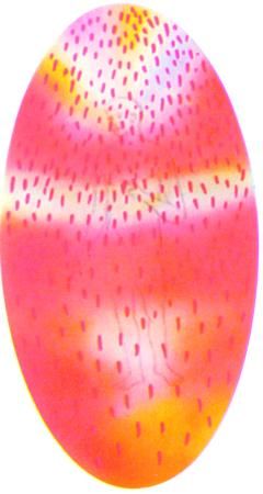 Чарлз Ледбитер - Человек видимый и невидимый