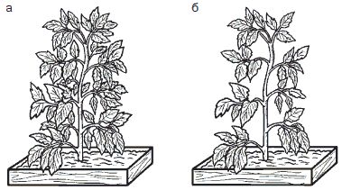 Галина Серикова - Всё о семенах овощных культур