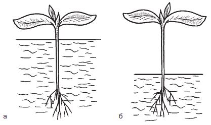 Галина Серикова - Всё о семенах овощных культур
