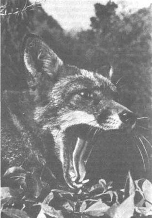 Бернгард Гржимек - Животные рядом с нами