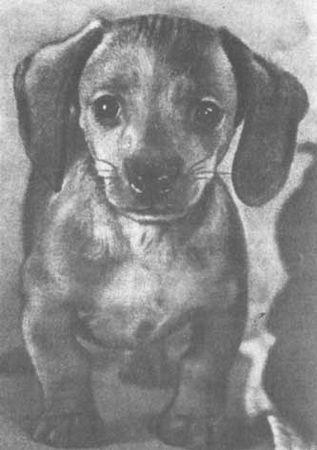 Бернгард Гржимек - Животные рядом с нами