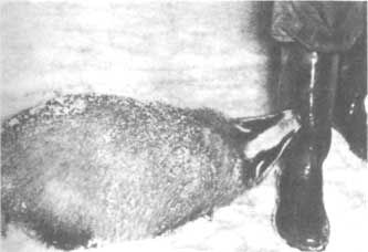 Бернгард Гржимек - Животные рядом с нами