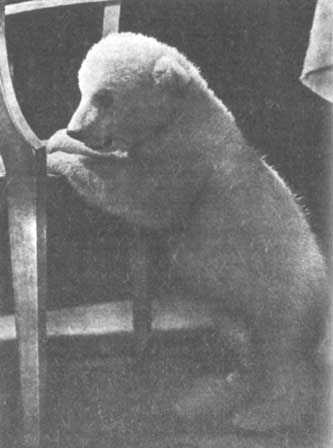 Бернгард Гржимек - Животные рядом с нами