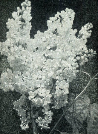 Андрей Громов - Сирень