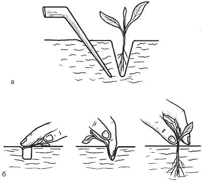 Галина Серикова - Всё о семенах овощных культур