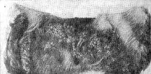 Ю.А. Герасимов Лисица