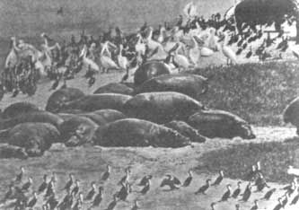 Бернгард Гржимек - Животные рядом с нами