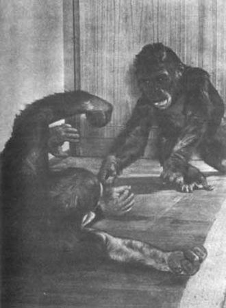 Бернгард Гржимек - Животные рядом с нами