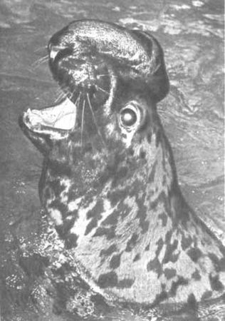 Бернгард Гржимек - Животные рядом с нами