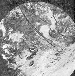 Юрий Герасимов - Ю.А. Герасимов Лисица