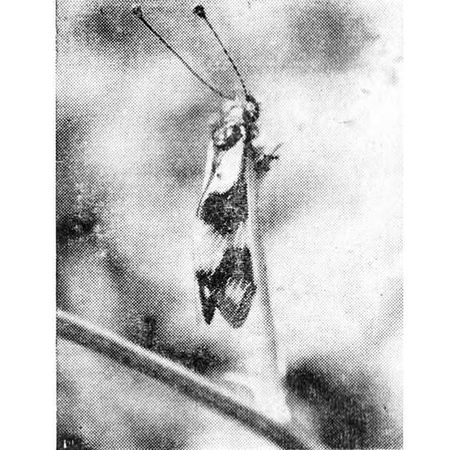 Павел Мариковский - Шагая по пустыне...