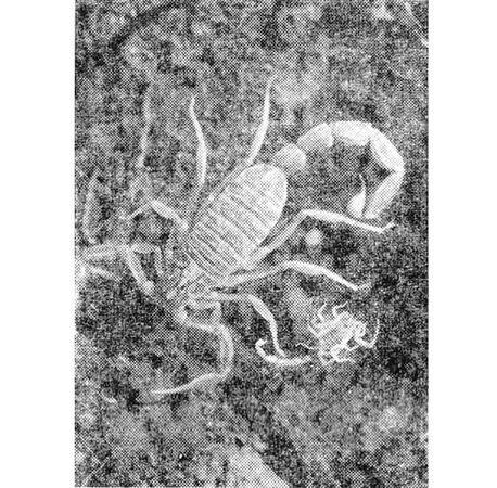 Павел Мариковский - Шагая по пустыне...