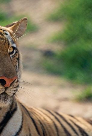 Михаил Кречмар - Полосатая кошка, пятнистая кошка