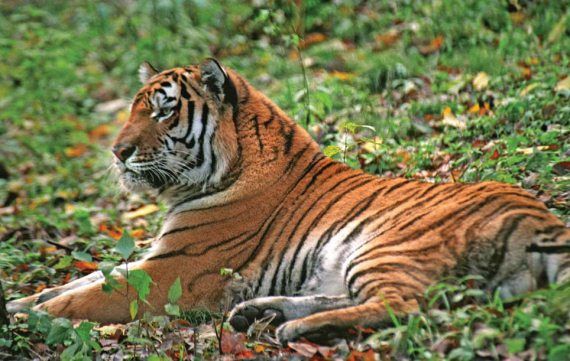 Михаил Кречмар - Полосатая кошка, пятнистая кошка