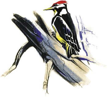 Георгий Скребицкий - Лесной голосок (сборник)