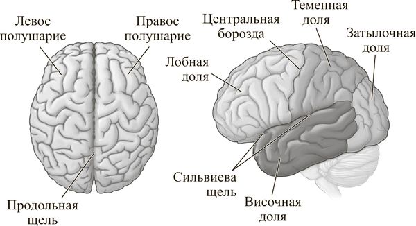 Себастьян Сеунг - Коннектом. Как мозг делает нас тем, что мы есть