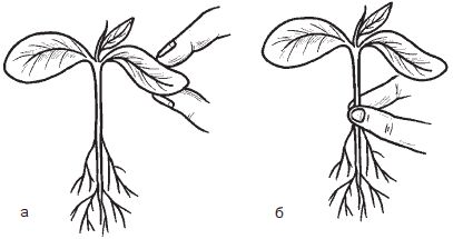 Галина Серикова - Всё о семенах овощных культур