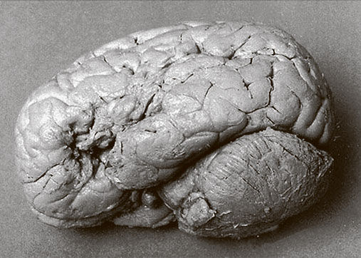 Себастьян Сеунг - Коннектом. Как мозг делает нас тем, что мы есть