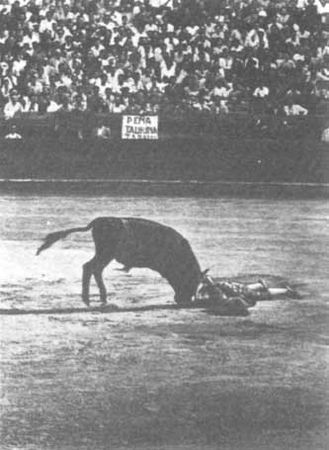 Бернгард Гржимек - Животные рядом с нами