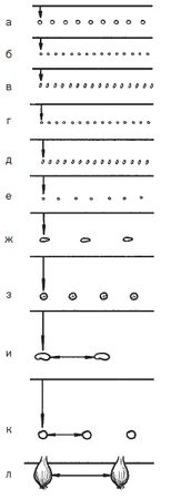 Галина Серикова - Всё о семенах овощных культур