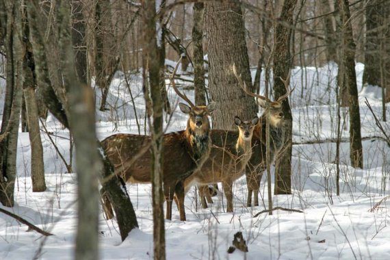 Михаил Кречмар - Полосатая кошка, пятнистая кошка