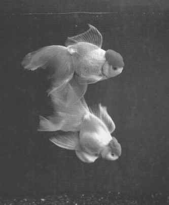 Бернгард Гржимек - Животные рядом с нами