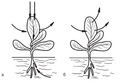 Галина Серикова - Всё о семенах овощных культур