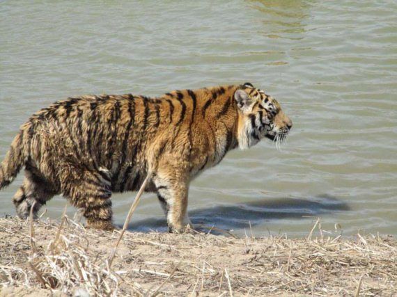 Михаил Кречмар - Полосатая кошка, пятнистая кошка