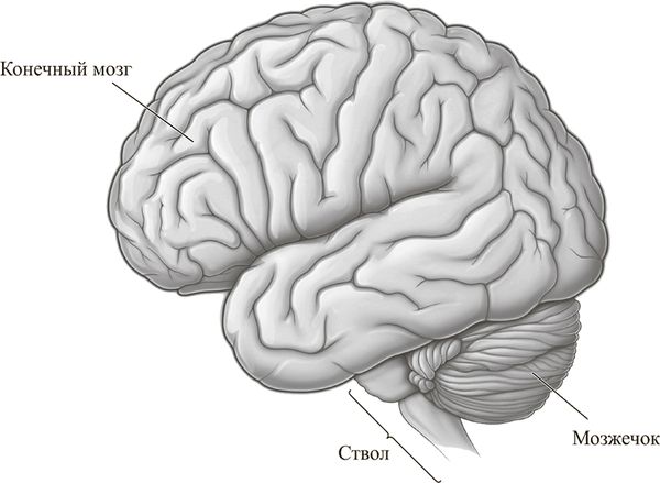 Себастьян Сеунг - Коннектом. Как мозг делает нас тем, что мы есть