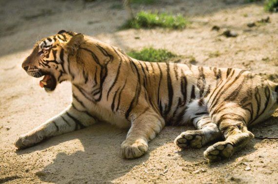 Михаил Кречмар - Полосатая кошка, пятнистая кошка