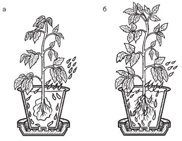 Галина Серикова - Всё о семенах овощных культур