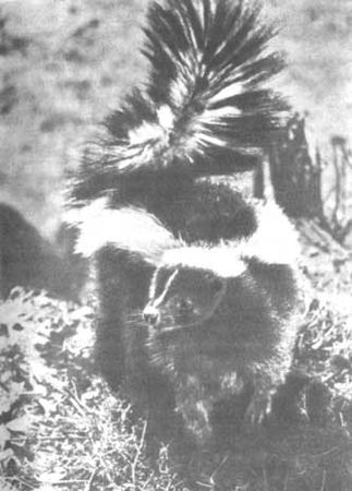 Бернгард Гржимек - Животные рядом с нами