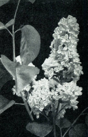 Андрей Громов - Сирень