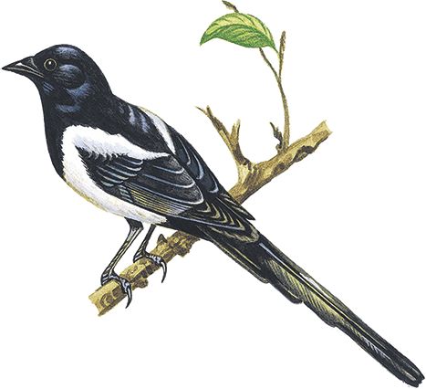 Георгий Скребицкий - Лесной голосок (сборник)