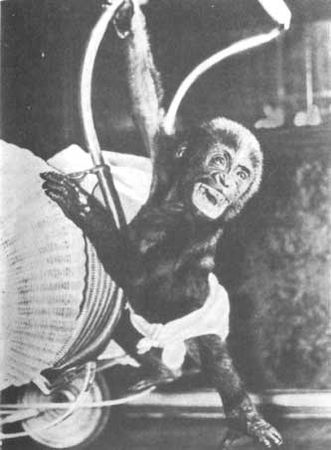 Бернгард Гржимек - Животные рядом с нами