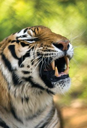 Михаил Кречмар - Полосатая кошка, пятнистая кошка