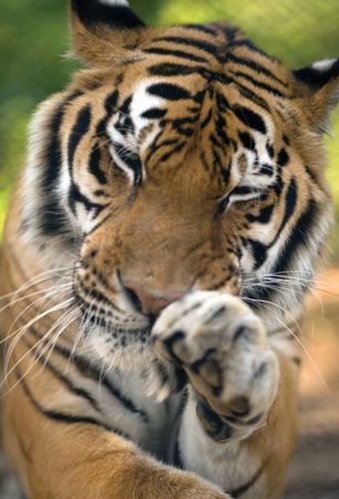 Михаил Кречмар - Полосатая кошка, пятнистая кошка