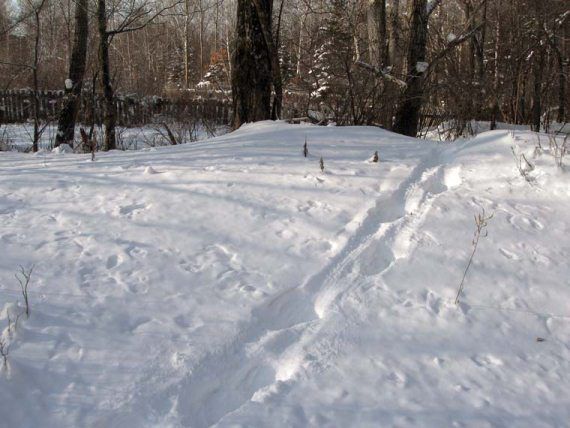 Михаил Кречмар - Полосатая кошка, пятнистая кошка