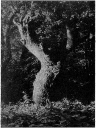 Андрей Васильченко - Стоунхендж Третьего рейха