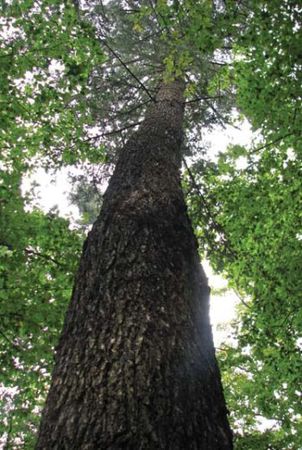 Михаил Кречмар - Полосатая кошка, пятнистая кошка