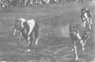 Бернгард Гржимек - Животные рядом с нами