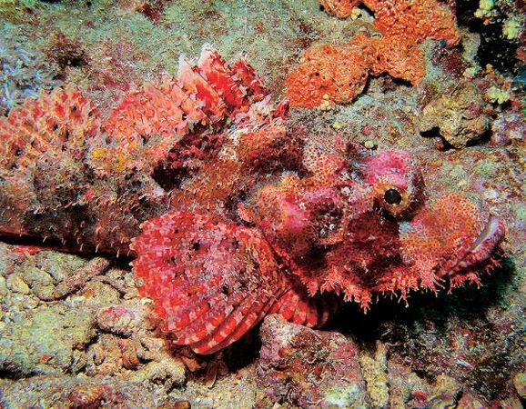 Андрей Рянский - Дайвинг. Красное море