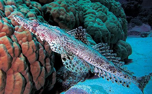 Андрей Рянский - Дайвинг. Красное море