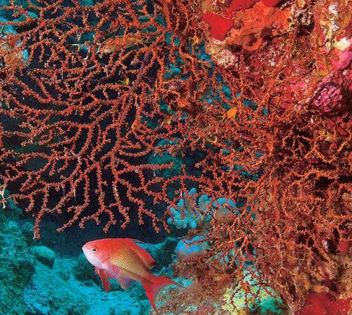 Андрей Рянский - Дайвинг. Красное море