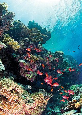 Андрей Рянский - Дайвинг. Красное море