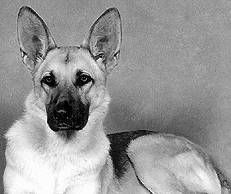 Ольга Зыкина - Немецкая овчарка