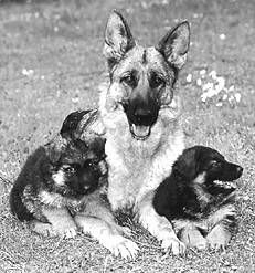 Ольга Зыкина - Немецкая овчарка