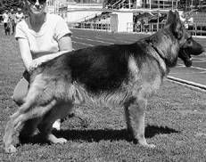 Ольга Зыкина - Немецкая овчарка