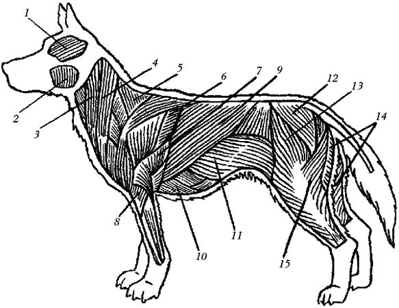 Ольга Зыкина - Немецкая овчарка