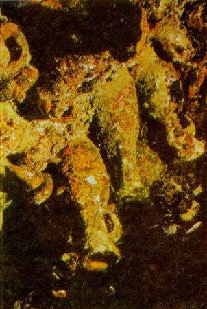 Герман Хеберляйн - Подводный мир